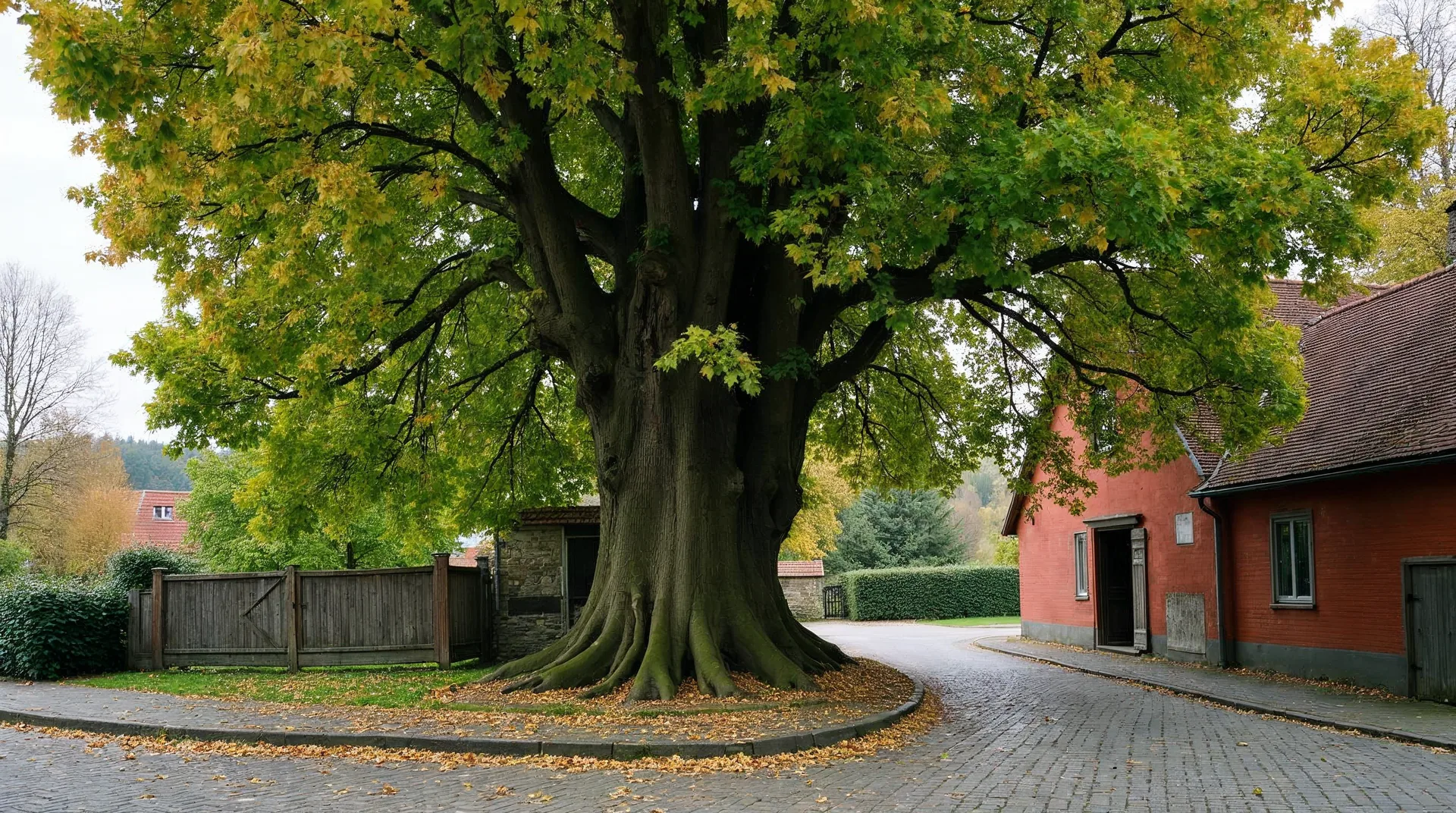 Alte Linde mit mächtigem, knorrigem Stamm an einer Kopfsteinpflaster-Dorfstraße vor einer Hofeinfahrt mit Backsteinscheune, die Krone im Oktober noch überwiegend grün