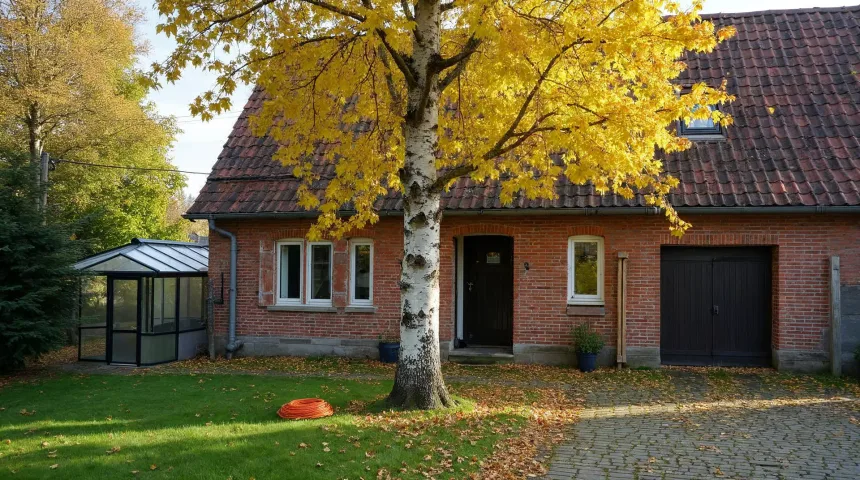 Alte Birke mit Herbstlaub dicht am Giebel eines Backstein-Bauernhauses mit schmaler Hofzufahrt